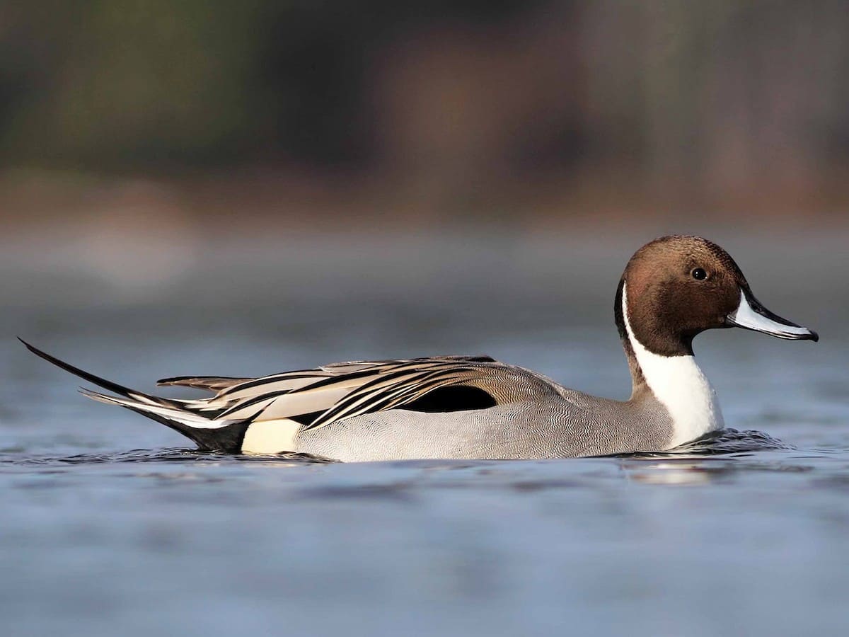 Northern Pintail